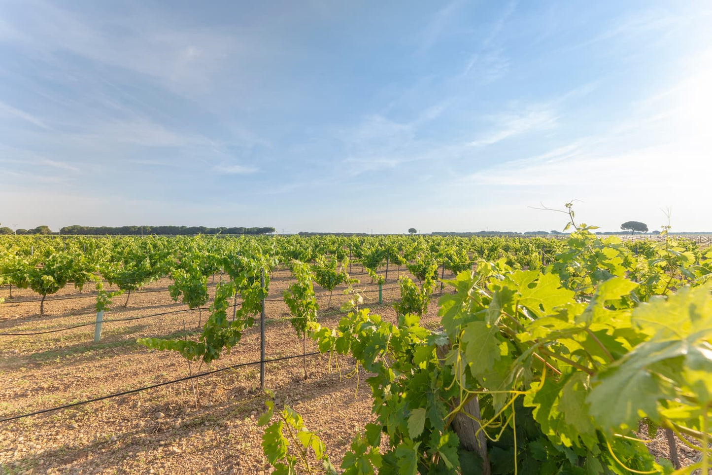 El Jardin Secreto Verdejo Organic