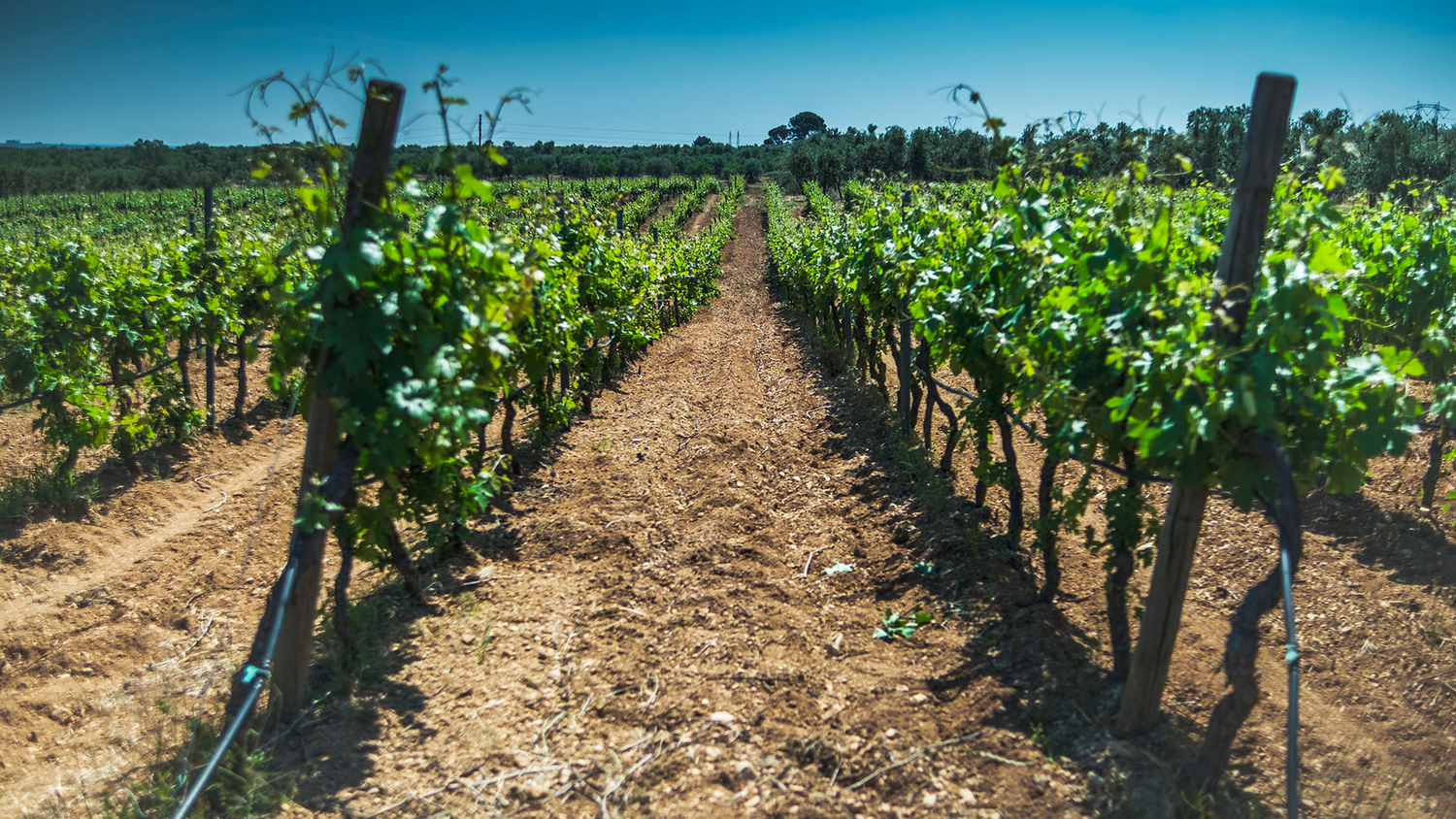 QUINTA VALE D'ALDEIA