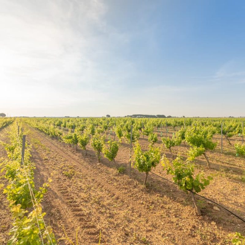 Poco a Poco Tempranillo Syrah Organic